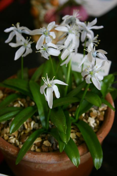 Scilla mitschenkoana 