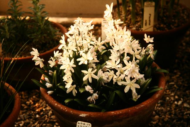 Scilla mitschenkoana 'Tubergeniana' 