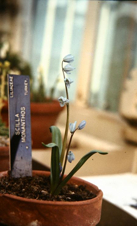 Scilla monanthos 