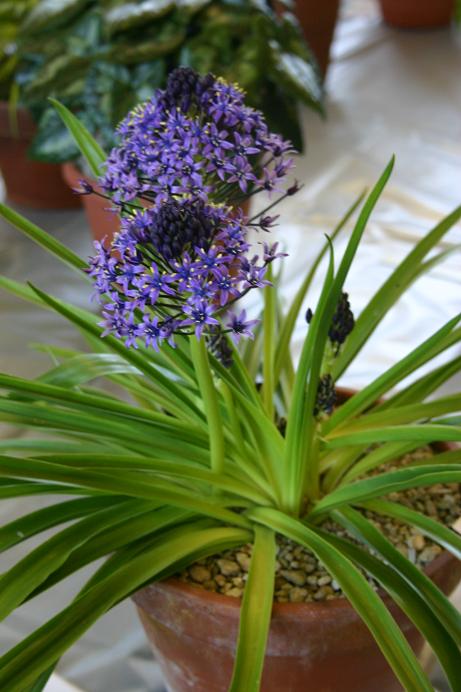 Scilla peruviana 