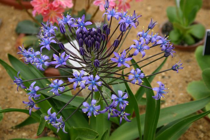 Scilla peruviana 