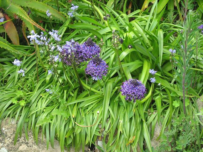 Scilla peruviana 