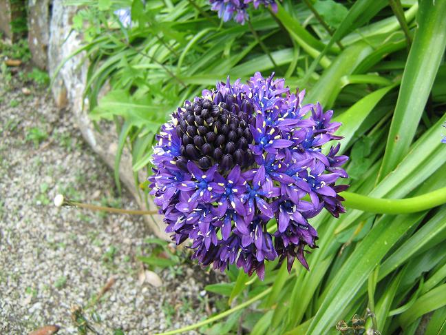 Scilla peruviana 