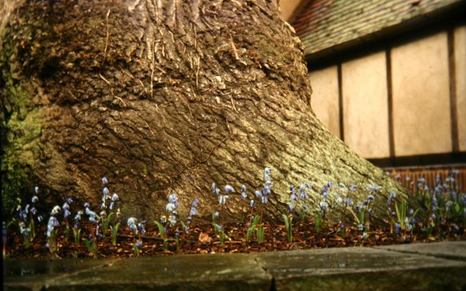 Scilla sibirica 'Atrocaerulea' 