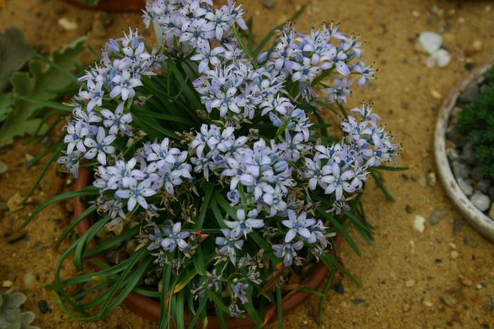 Scilla verna 