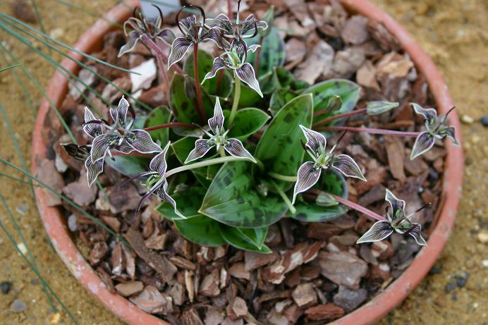 Scoliopus bigelovii 