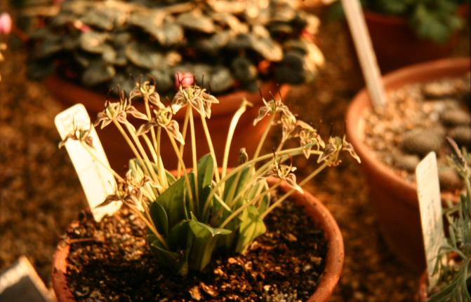 Scoliopus bigelovii 