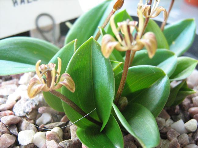 Scoliopus hallii 