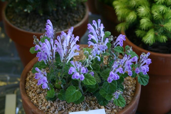 Scutellaria indica var japonica 