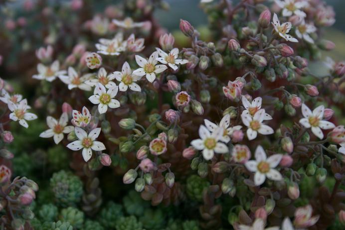 Sedum dasyphyllum var. mesatlanticum 