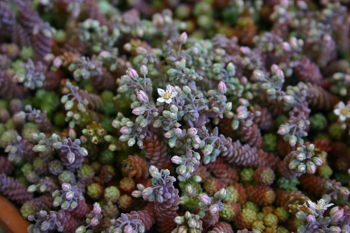 Sedum dasyphyllum var. mesatlanticum 