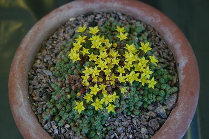 Sedum humifusum 