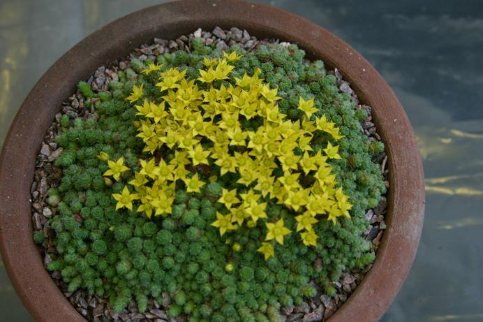 Sedum humifusum 