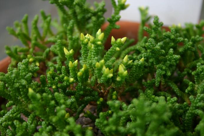 Sedum muscoideum 