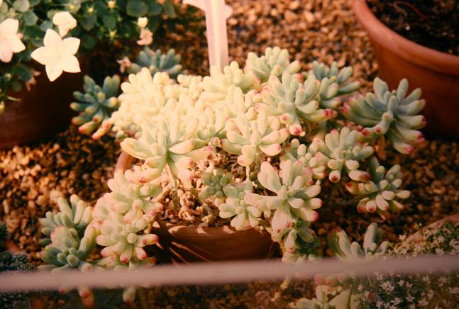 Sedum pachyphyllum 