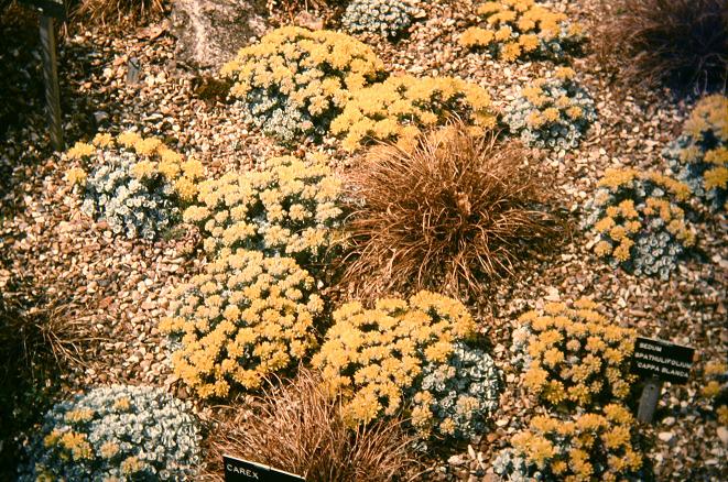 Sedum spathulifolium 'Cape Blanco' 