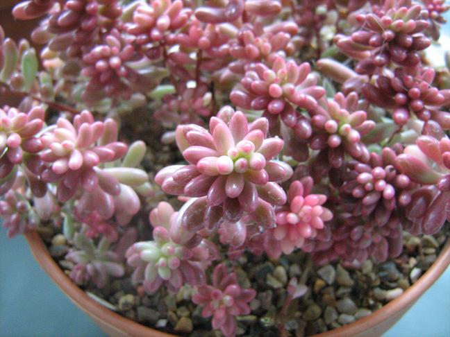 Sedum x rubrotinctum 'Aurora' 