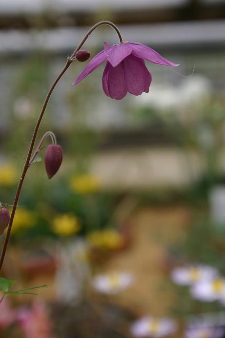 Semiaquilegia ecalcarata 