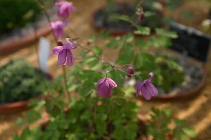 Semiaquilegia ecalcarata 