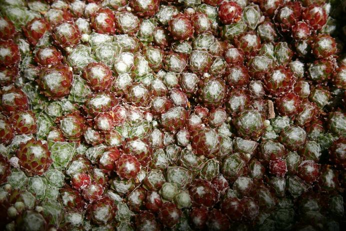 Sempervivum arachnoideum 