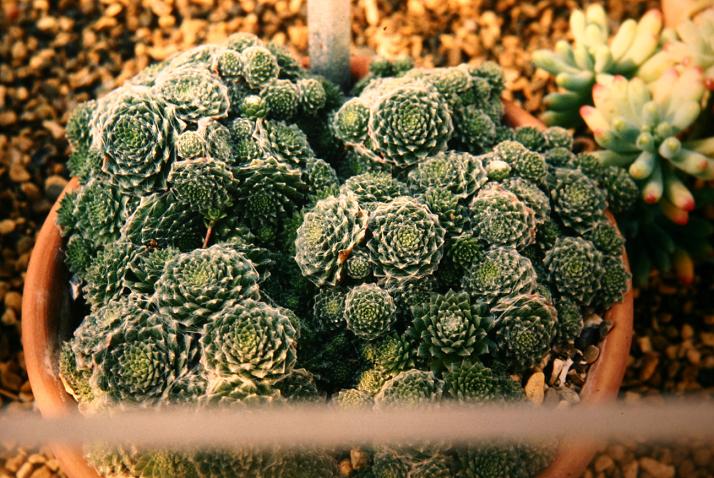 Sempervivum arachnoideum 