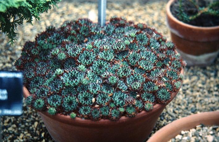 Sempervivum calcareum 