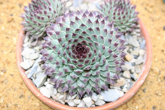 Sempervivum calcareum 'Extra' 