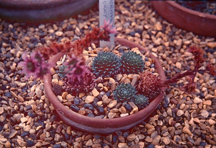 Sempervivum 'Cherry Frost' 