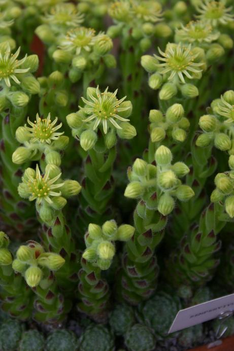 Sempervivum ciliosum 