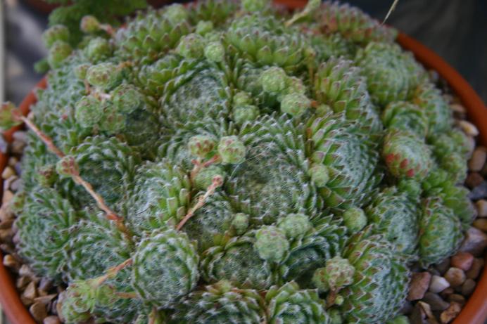 Sempervivum ciliosum 