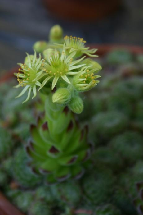 Sempervivum ciliosum 