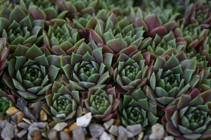 Sempervivum erythraeum 