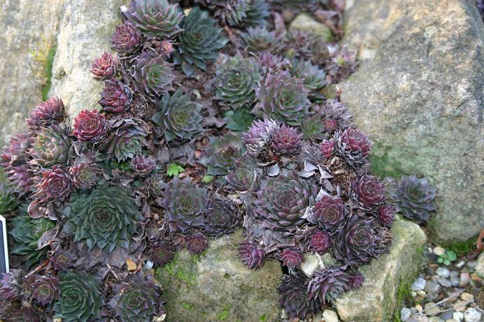 Sempervivum 'Heliotrope' 