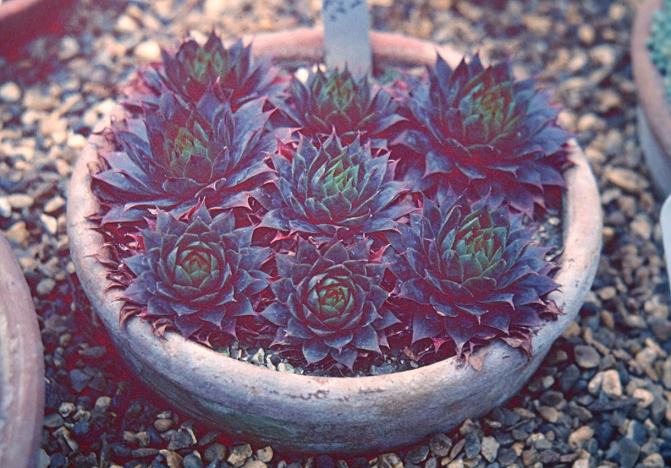 Sempervivum 'Lady Kelly Junior' 