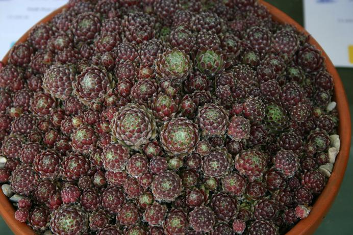 Sempervivum 'Lively Bug' 