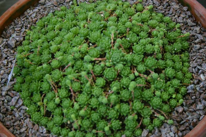 Sempervivum montanum 