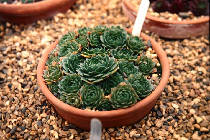 Sempervivum 'Olivette' 