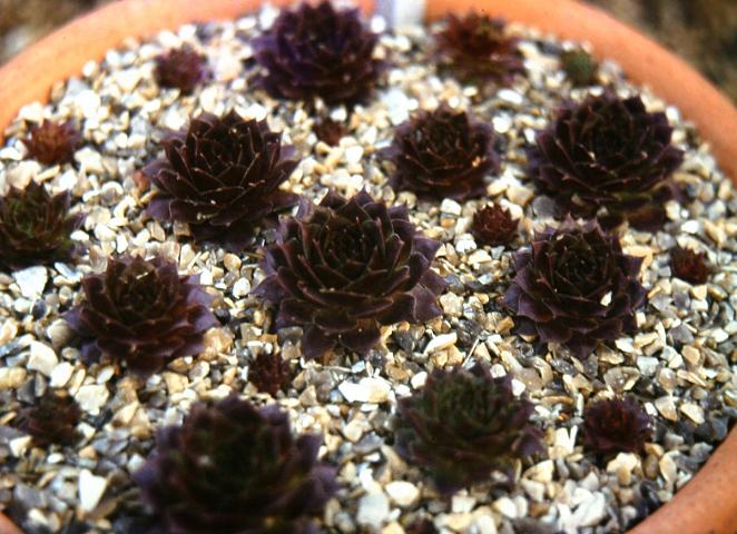 Sempervivum 'Ornatum' 