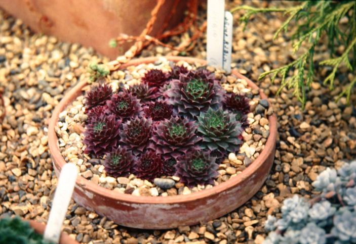 Sempervivum 'Rubin' 