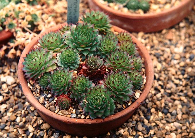 Sempervivum 'Sunset' 