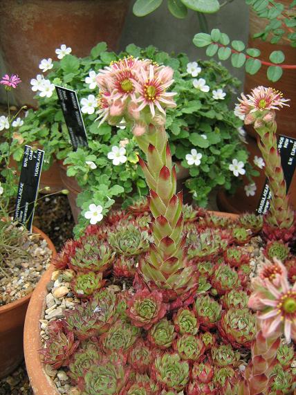 Sempervivum tectorum 