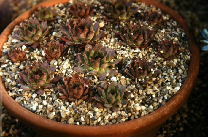 Sempervivum tectorum 