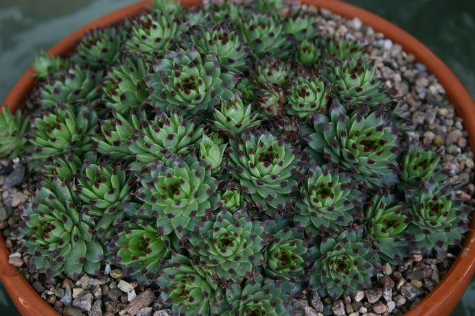 Sempervivum tectorum 'Nigrum' 