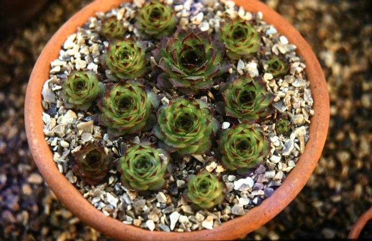 Sempervivum tectorum 'Royanum' 