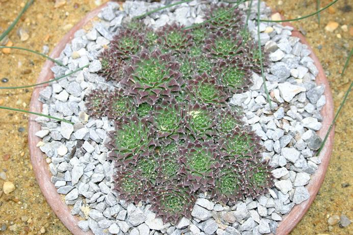 Sempervivum thompsonianum 