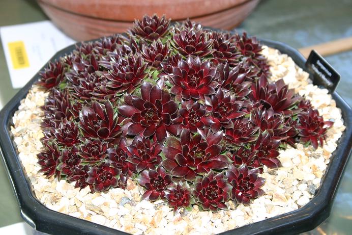 Sempervivum 'Tordeur's Memory' 