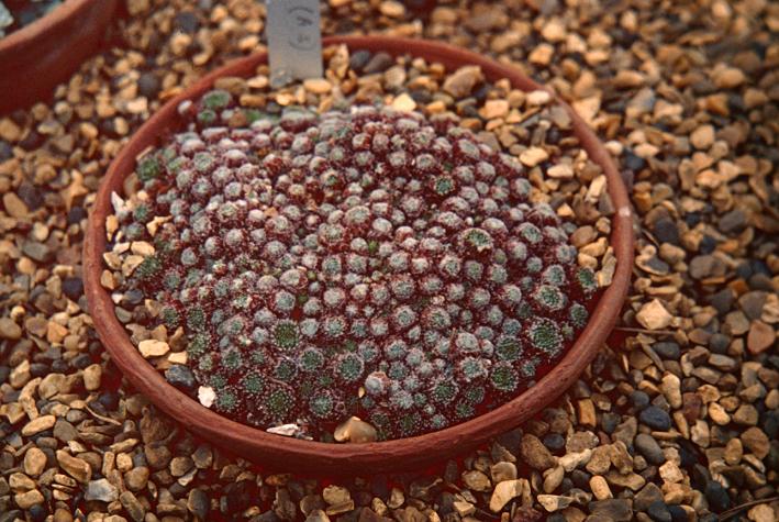 Sempervivum x barbulatum 