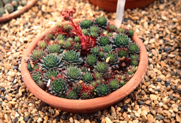 Sempervivum x roseum fimbriatum 