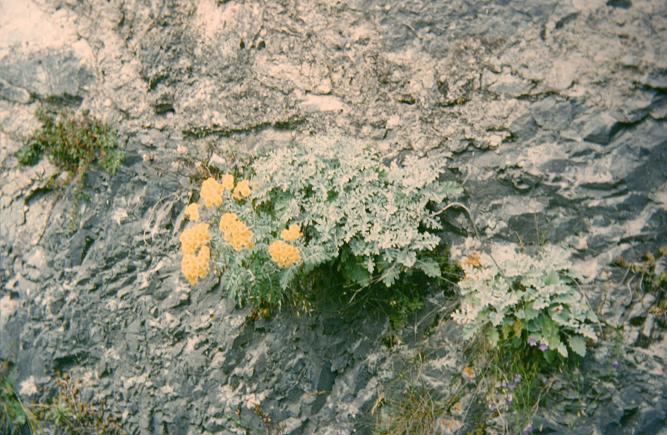 Senecio bicolor 