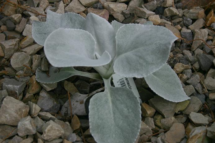 Senecio candicans 